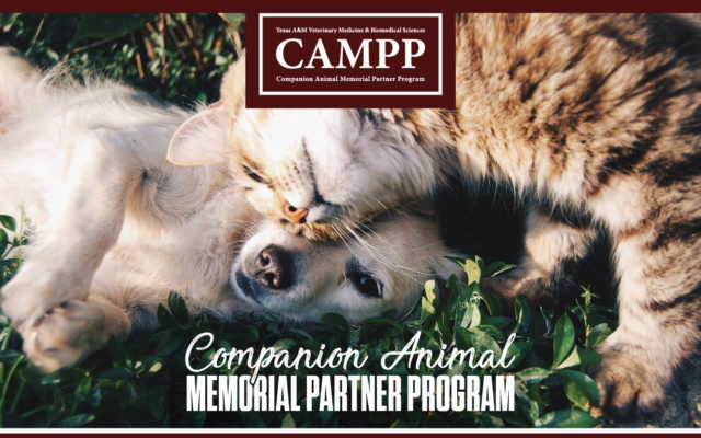 伴侣动物纪念碑伙伴计划(CAMPP)图像和狗和猫在一起在草地上玩